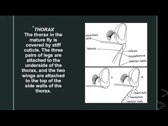 THORAX The thorax in the mature fly is covered by stiff