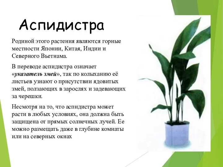 Аспидистра Родиной этого растения являются горные местности Японии, Китая, Индии и