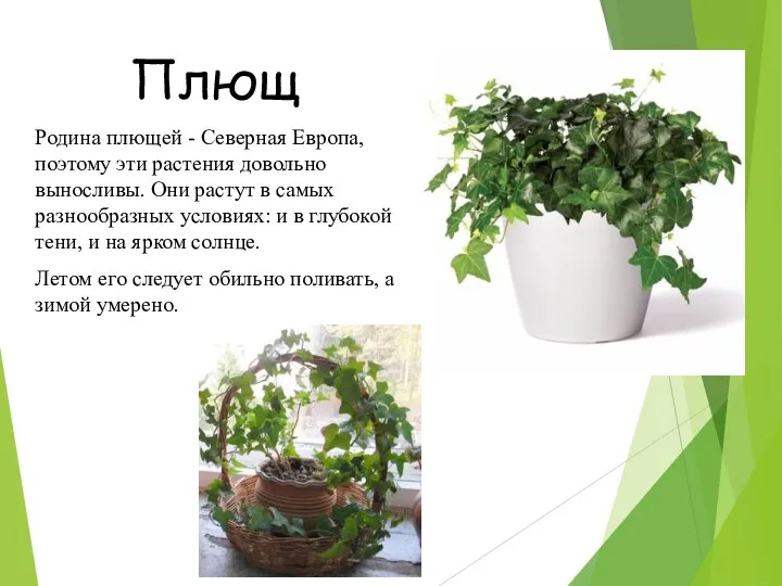 Родина плющей - Северная Европа, поэтому эти растения довольно выносливы. Они