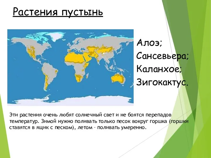 Растения пустынь Эти растения очень любят солнечный свет и не боятся