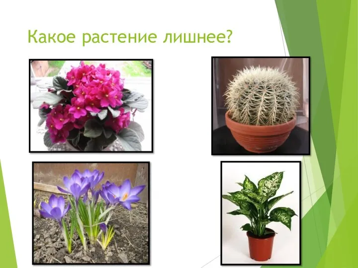 Какое растение лишнее?