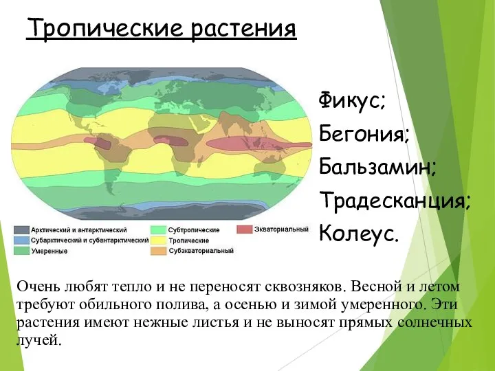 Тропические растения Фикус; Бегония; Бальзамин; Традесканция; Колеус. Очень любят тепло и