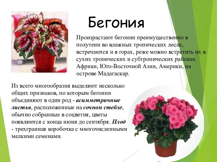 Бегония Произрастают бегонии преимущественно в полутени во влажных тропических лесах, встречаются