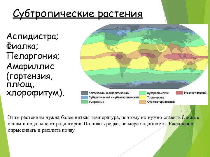 Субтропические растения Этим растениям нужна более низкая температура, поэтому их нужно