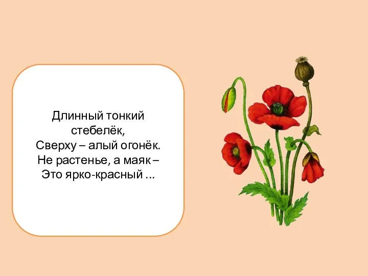 Длинный тонкий стебелёк, Сверху – алый огонёк. Не растенье, а маяк – Это ярко-красный ...