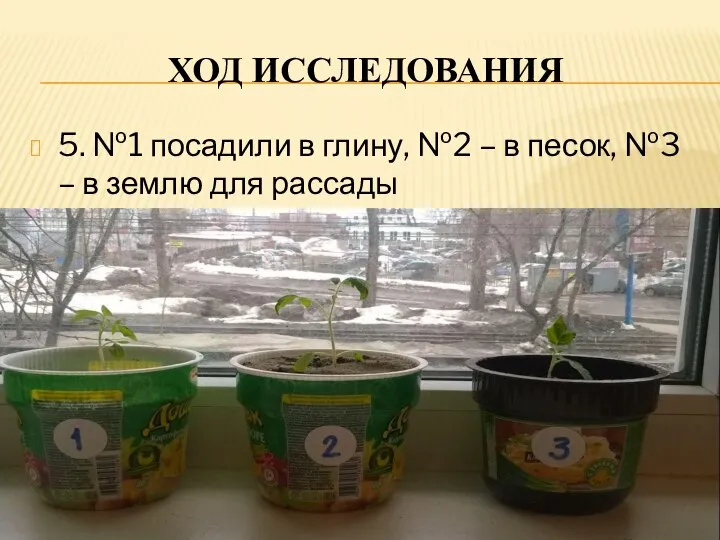 ХОД ИССЛЕДОВАНИЯ 5. №1 посадили в глину, №2 – в песок,