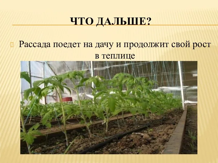 ЧТО ДАЛЬШЕ? Рассада поедет на дачу и продолжит свой рост в теплице