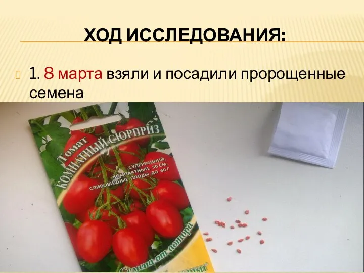 ХОД ИССЛЕДОВАНИЯ: 1. 8 марта взяли и посадили пророщенные семена