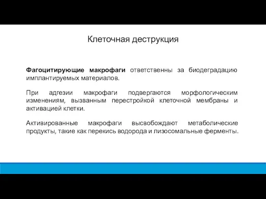 Клеточная деструкция Фагоцитирующие макрофаги ответственны за биодеградацию имплантируемых материалов. При адгезии