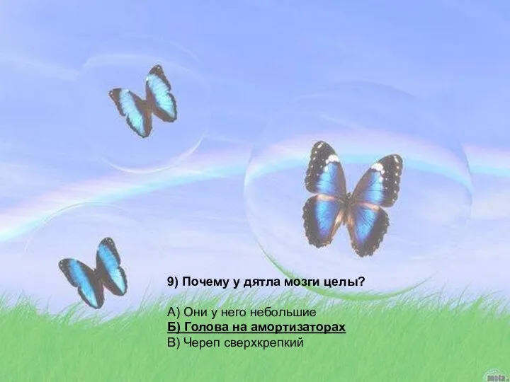 9) Почему у дятла мозги целы? А) Они у него небольшие