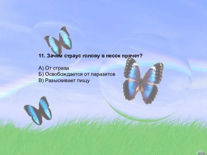 11. Зачем страус голову в песок прячет? А) От страха Б)