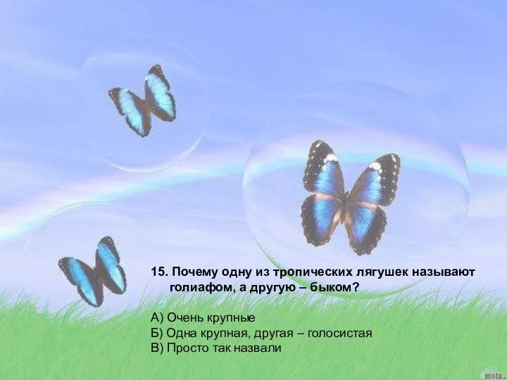 15. Почему одну из тропических лягушек называют голиафом, а другую –