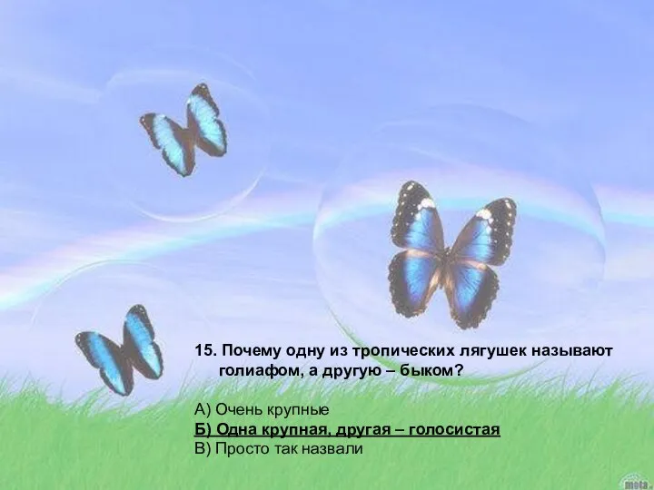 15. Почему одну из тропических лягушек называют голиафом, а другую –