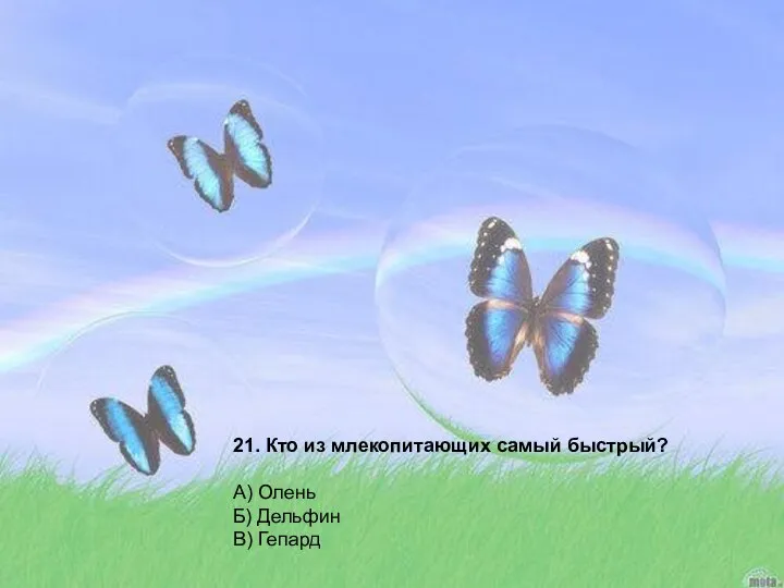 21. Кто из млекопитающих самый быстрый? А) Олень Б) Дельфин В) Гепард