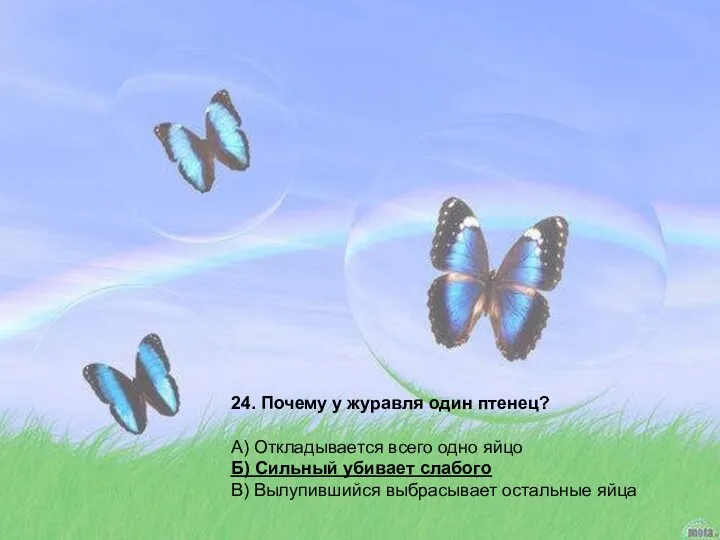 24. Почему у журавля один птенец? А) Откладывается всего одно яйцо