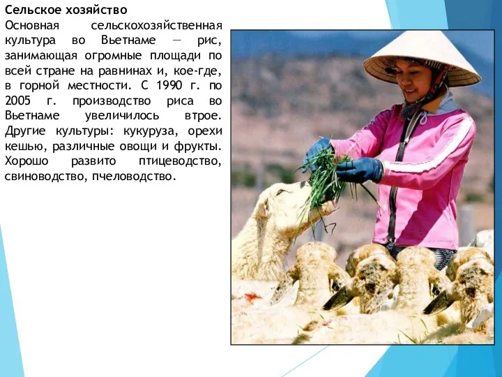 Сельское хозяйство Основная сельскохозяйственная культура во Вьетнаме — рис, занимающая огромные
