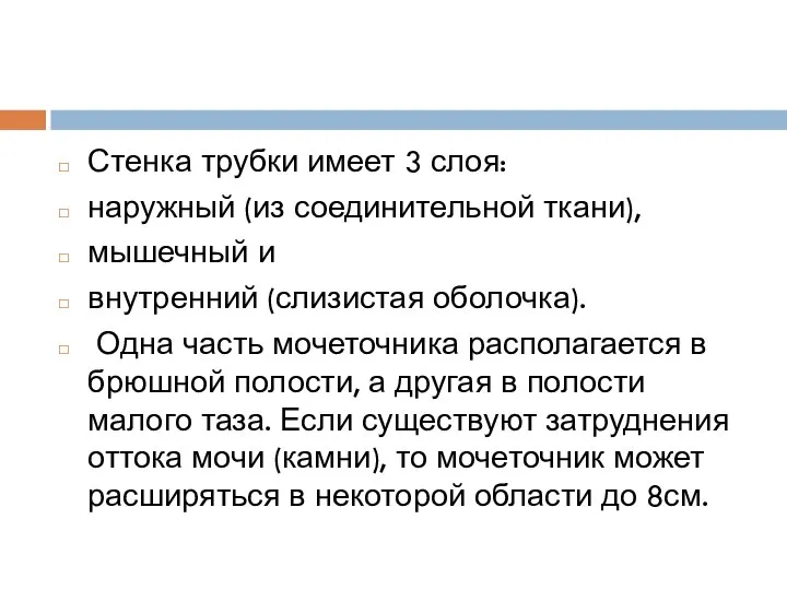 Стенка трубки имеет 3 слоя: наружный (из соединительной ткани), мышечный и