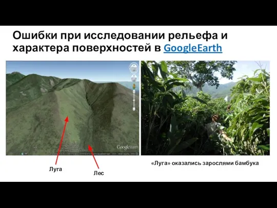 Лес Луга «Луга» оказались зарослями бамбука Ошибки при исследовании рельефа и характера поверхностей в GoogleEarth
