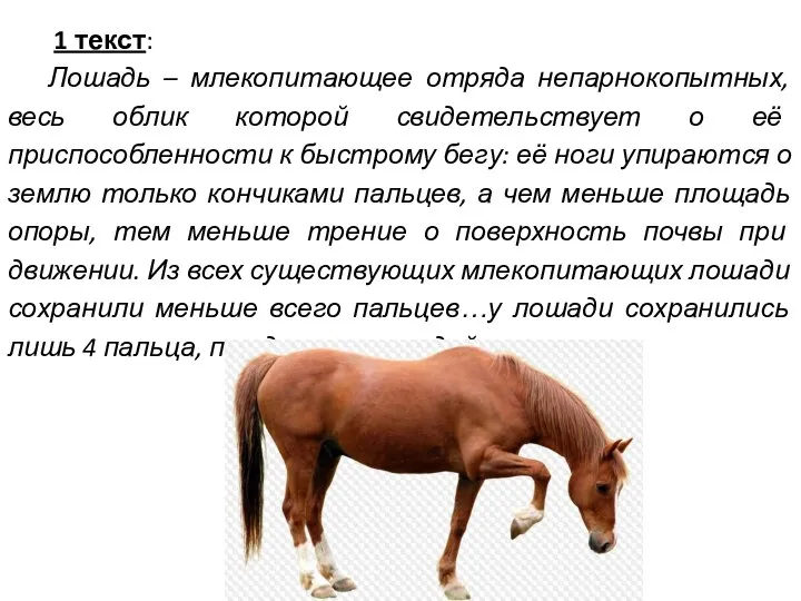 1 текст: Лошадь – млекопитающее отряда непарнокопытных, весь облик которой свидетельствует