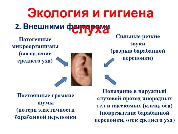 2. Внешними факторами Экология и гигиена слуха Патогенные микроорганизмы (воспаление среднего