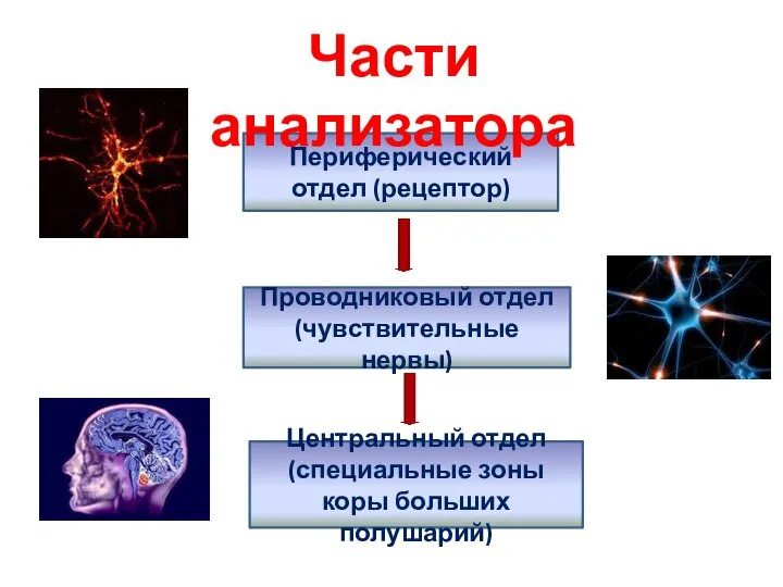 Периферический отдел (рецептор) Проводниковый отдел (чувствительные нервы) Центральный отдел (специальные зоны коры больших полушарий) Части анализатора