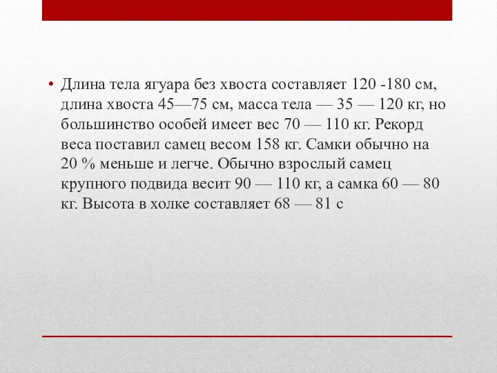 Длина тела ягуара без хвоста составляет 120 -180 см, длина хвоста