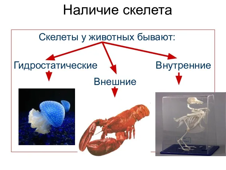 Наличие скелета Скелеты у животных бывают: Гидростатические Внутренние Внешние