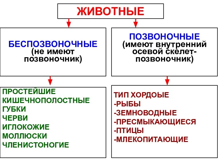 ЖИВОТНЫЕ ПОЗВОНОЧНЫЕ (имеют внутренний осевой скелет-позвоночник) БЕСПОЗВОНОЧНЫЕ (не имеют позвоночник) ПРОСТЕЙШИЕ