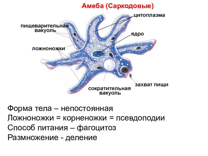 Амеба (Саркодовые) Форма тела – непостоянная Ложноножки = корненожки = псевдоподии