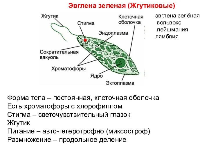 Эвглена зеленая (Жгутиковые) Форма тела – постоянная, клеточная оболочка Есть хроматофоры