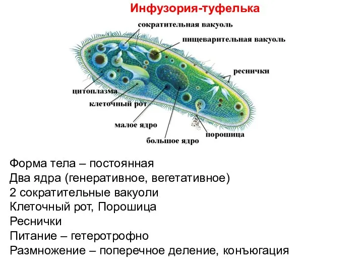 Инфузория-туфелька Форма тела – постоянная Два ядра (генеративное, вегетативное) 2 сократительные