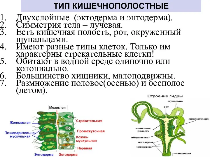 Двухслойные (эктодерма и энтодерма). Симметрия тела – лучевая. Есть кишечная полость,