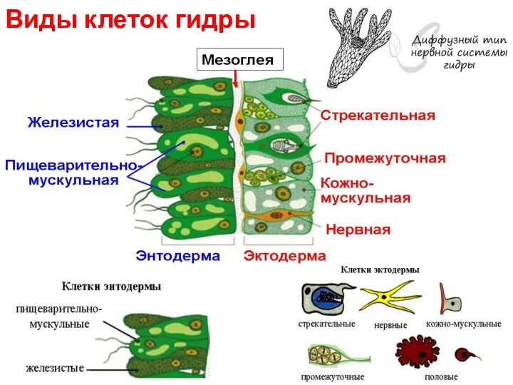 Виды клеток гидры