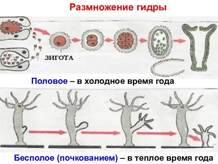 Размножение гидры Половое – в холодное время года Бесполое (почкованием) – в теплое время года