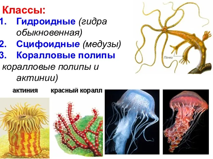 Классы: Гидроидные (гидра обыкновенная) Сцифоидные (медузы) Коралловые полипы коралловые полипы и актинии)