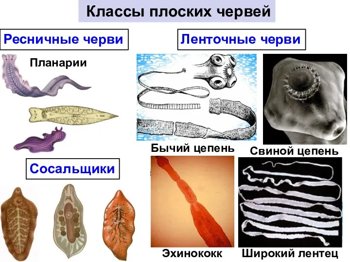 Классы плоских червей Ресничные черви Сосальщики Ленточные черви Бычий цепень Свиной цепень Широкий лентец Эхинококк Планарии