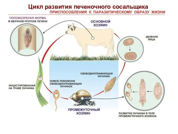 Цикл развития печеночного сосальщика