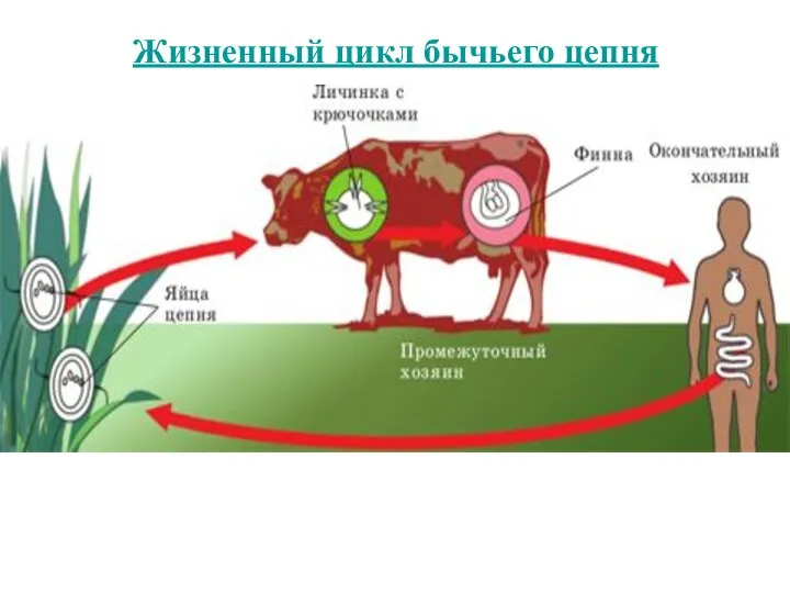 Жизненный цикл бычьего цепня