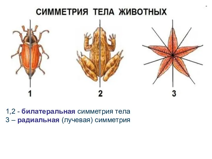 1,2 - билатеральная симметрия тела 3 – радиальная (лучевая) симметрия