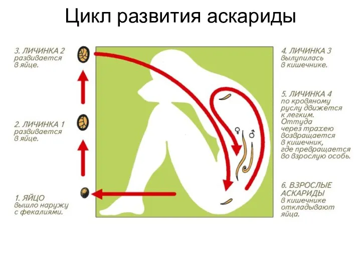 Цикл развития аскариды