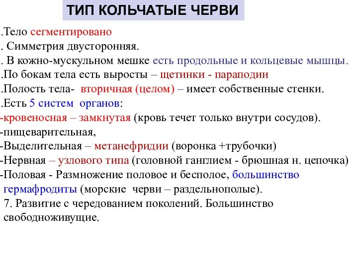 Тело сегментировано Симметрия двусторонняя. В кожно-мускульном мешке есть продольные и кольцевые