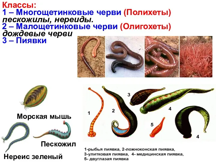 Классы: 1 – Многощетинковые черви (Полихеты) пескожилы, нереиды. 2 – Малощетинковые