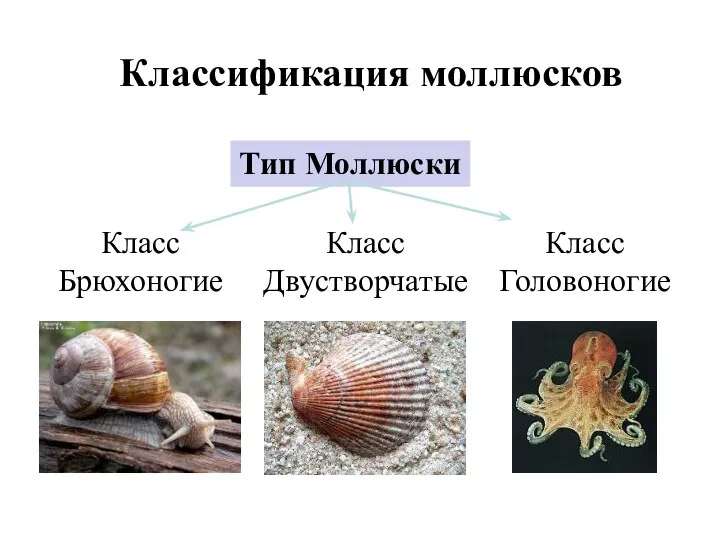 Классификация моллюсков Тип Моллюски Класс Брюхоногие Класс Двустворчатые Класс Головоногие