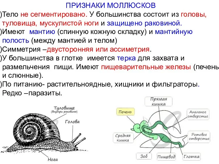 ПРИЗНАКИ МОЛЛЮСКОВ Тело не сегментировано. У большинства состоит из головы, туловища,