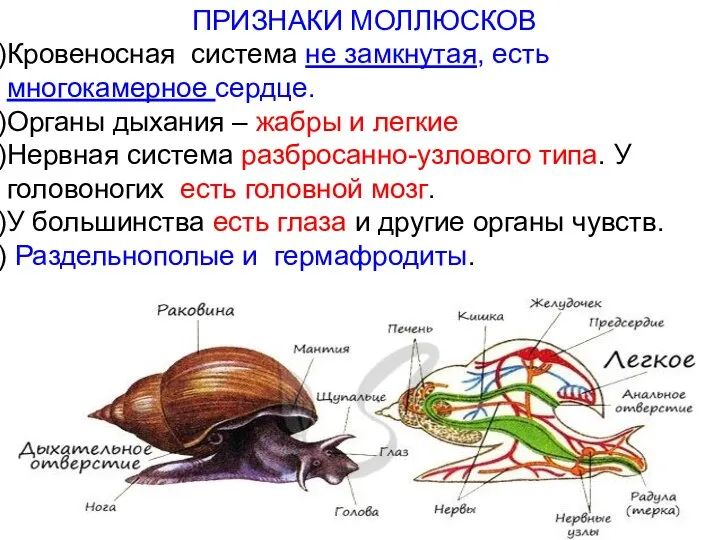 ПРИЗНАКИ МОЛЛЮСКОВ Кровеносная система не замкнутая, есть многокамерное сердце. Органы дыхания