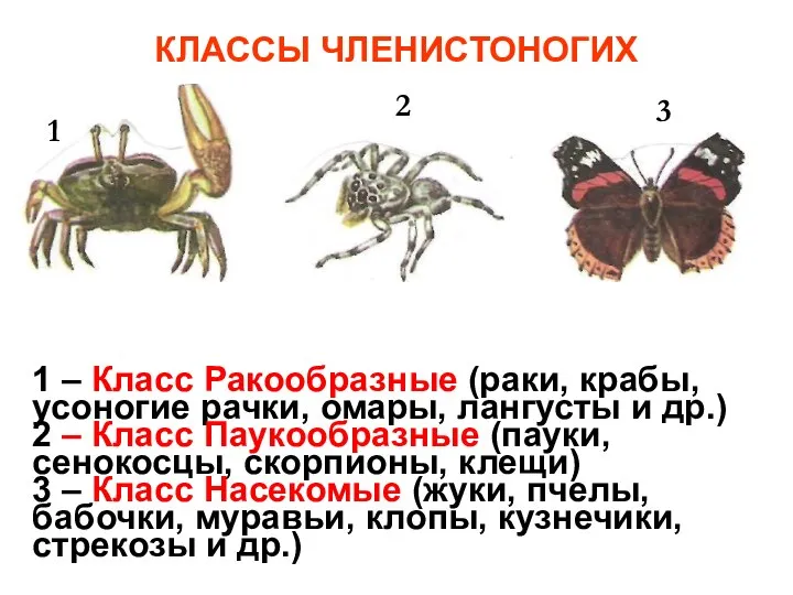 КЛАССЫ ЧЛЕНИСТОНОГИХ 1 2 3 1 – Класс Ракообразные (раки, крабы,