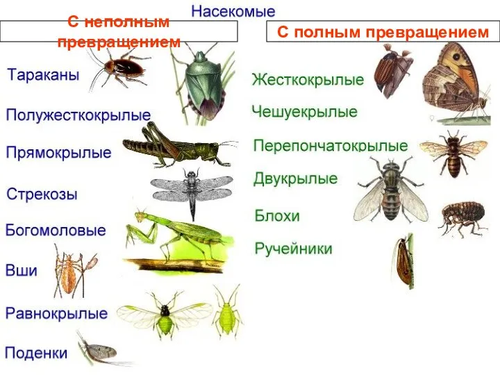 С неполным превращением С полным превращением