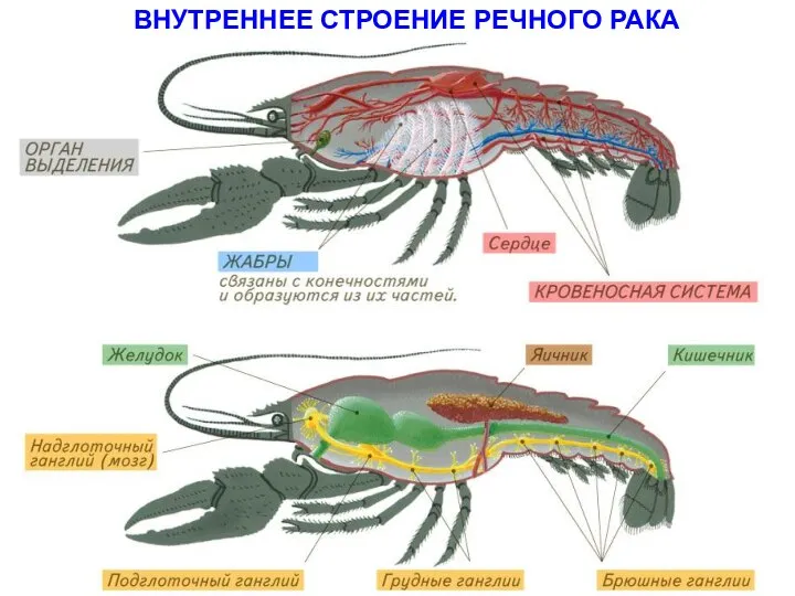 ВНУТРЕННЕЕ СТРОЕНИЕ РЕЧНОГО РАКА