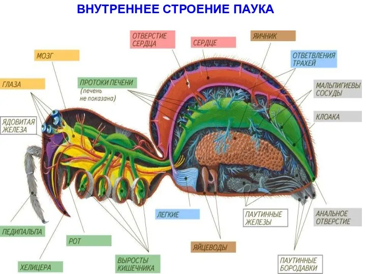 ВНУТРЕННЕЕ СТРОЕНИЕ ПАУКА