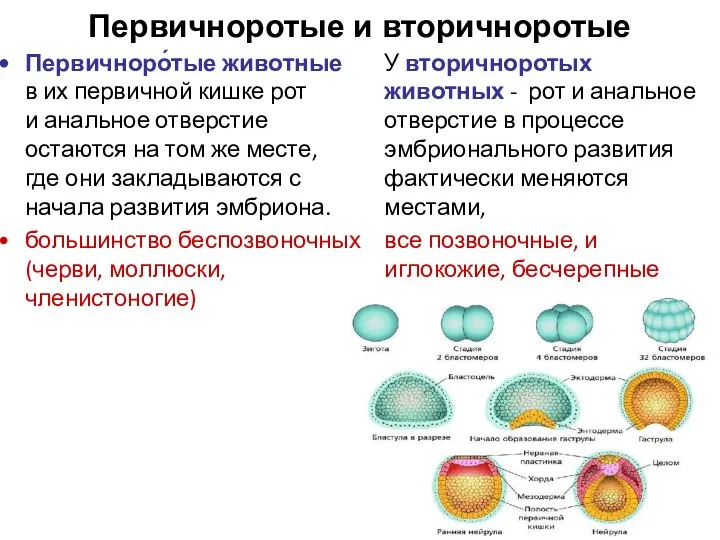 Первичноротые и вторичноротые У вторичноротых животных - рот и анальное отверстие